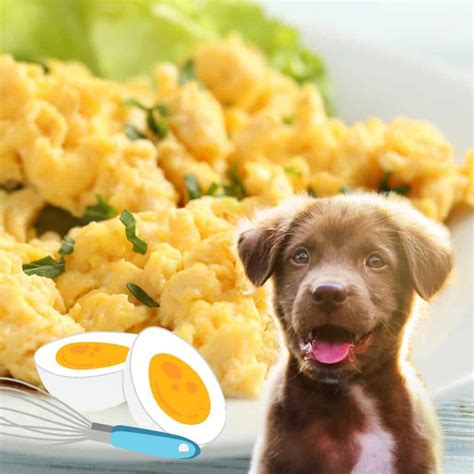 Scrambled eggs for dogs. Things To Know About Scrambled eggs for dogs. 